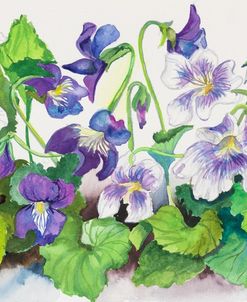 Violets