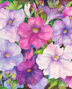 Petunias