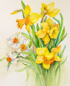 Daffodils- Springs Calling Card