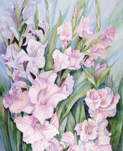 Gladiolus