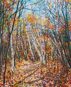 Fall Forest Trail through the Birch