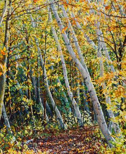 Birch Path