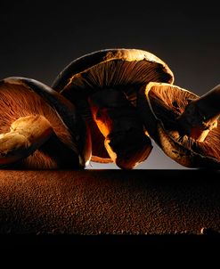 Mushroom On Ledge