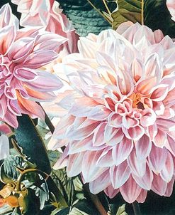 Dahlias