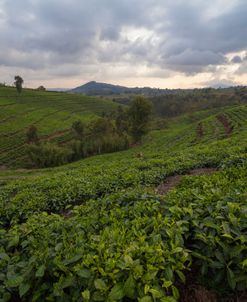 Burundi Tea Field