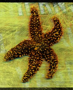 Brown Starfish