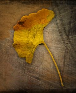 Gingko 1