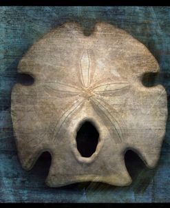 Arrowhead Sand Dollar