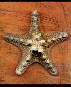 Armored Starfish,