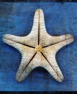 Armored Starfish Underside