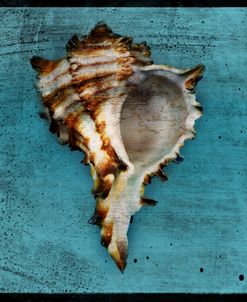 Horned Whelk