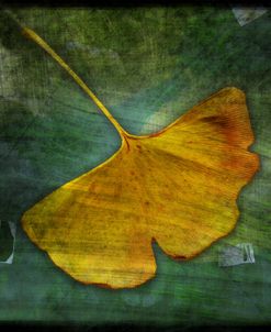 Gingko 3