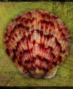 Scallop