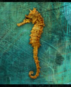 Seahorse