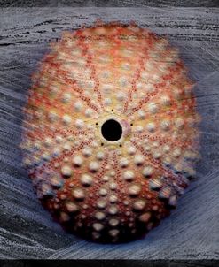 Sea Urchin 1