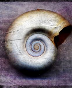 Moon Snail