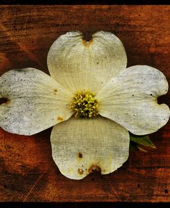 White Dogwood