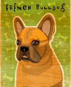 French Bulldog Fawn