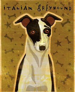 Italian Greyhound – Black and White