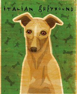 Italian Greyhound – Fawn