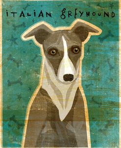 Italian Greyhound – White and Grey