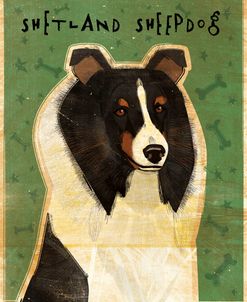 Shetland Sheepdog – Tri-Color