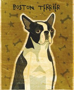 Boston Terrier