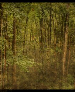 Fog in Mountain Trees