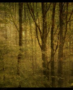 Fog in Mountain Trees No. 2