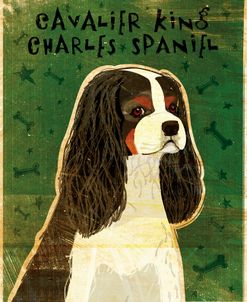 Cavalier King Charles (tri-color)