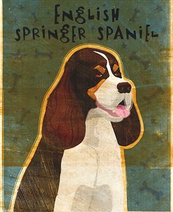 English Springer Spaniel (tri-color)