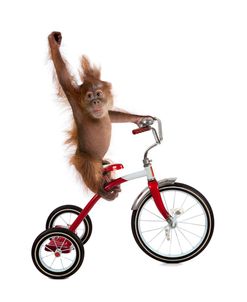 Monkeys Riding Bikes #2