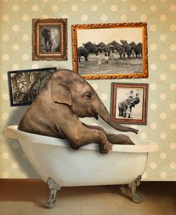 Elephant In Tub