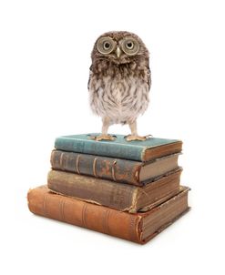 Owl And Books