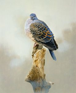 Turtle Dove