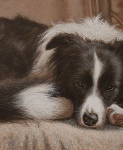 396 Border Collie