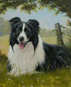 C1008 (L) Border Collie Lying Down