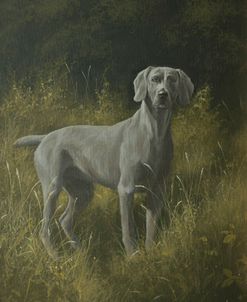 C1016 (L) Weimaraner in Grasses