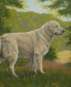 C1017 (L) Golden Retriever in Landscape