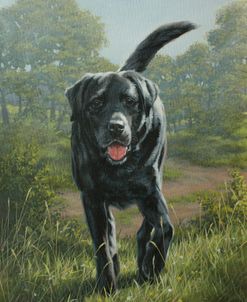 C1010 (L) Black Labrador Running