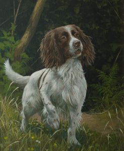 C1011 (L) Springer Spaniel Standing