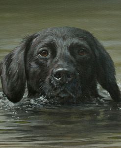 C1014 (L) Black Labrador Swimming