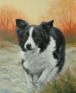 C1026 (L) Border Collie in Winter Landscape