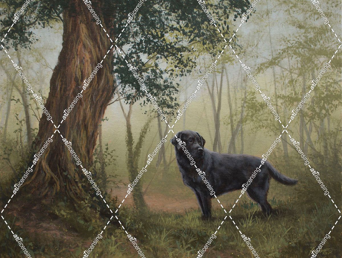 C1027b (L) Black Labrador in Woodland
