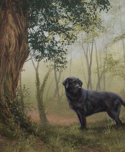 C1027b (L) Black Labrador in Woodland