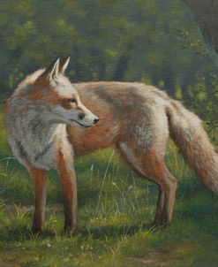 W774 (L) Fox in Landscape