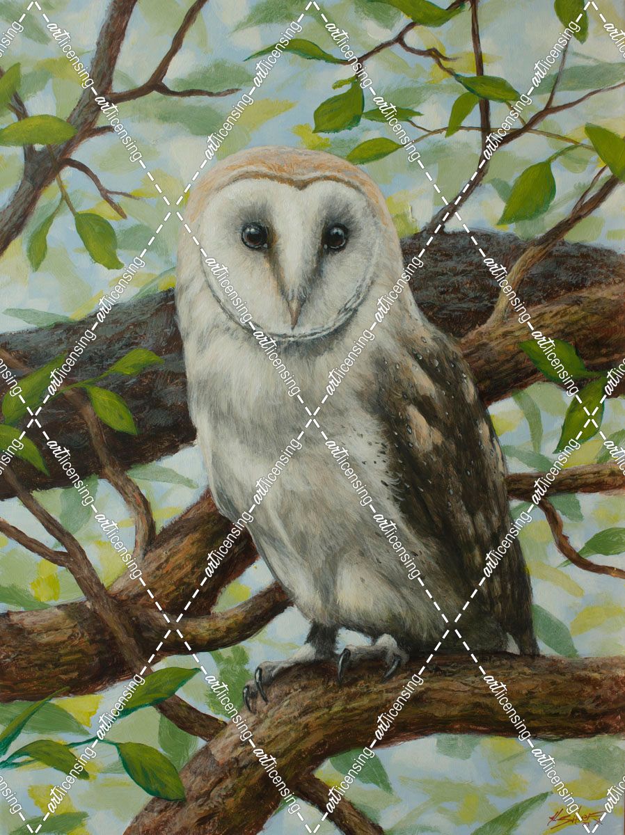 W775 (L) Barn Owl in Tree