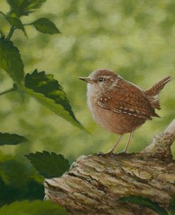 W776 (L) Wren in Foliage