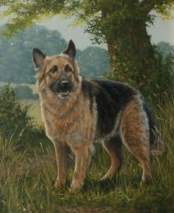 C1021 (L) German Shepherd in Landscape