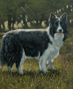 C1022b (L) Border Collie in Landscape